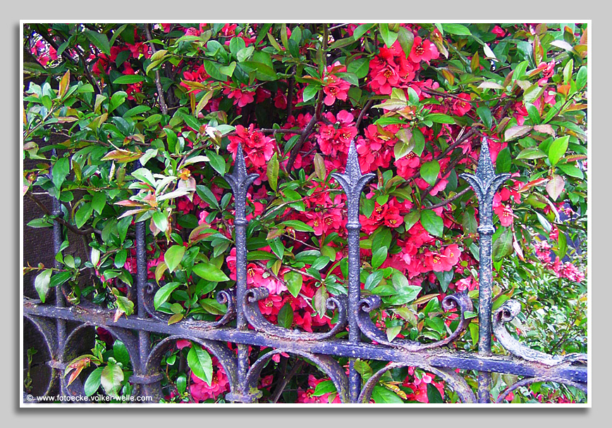 Weigelie am Gartentor