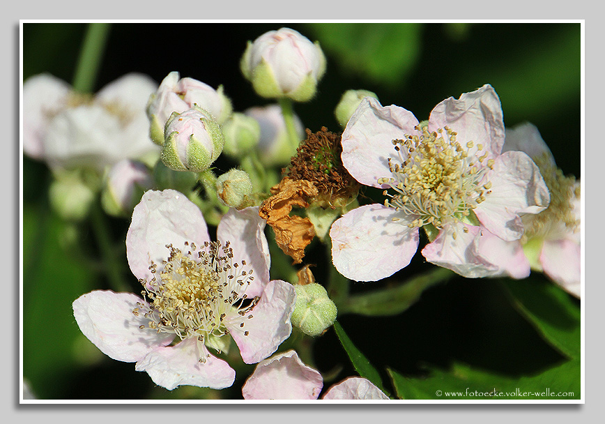 Brombeerblüte