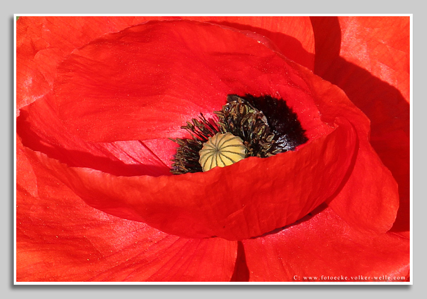 Die Farbe Rot - Klatschmohn im Juni