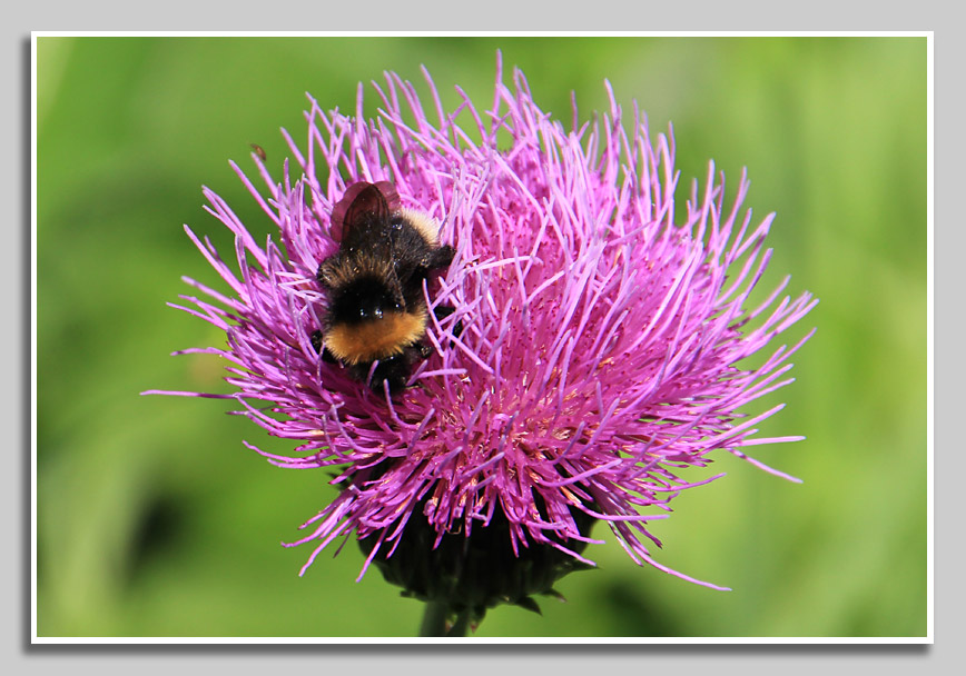 Alpenblume mit Hummel