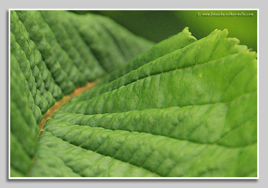 Blatt einer Rosskastanie aus der Käferperspektive