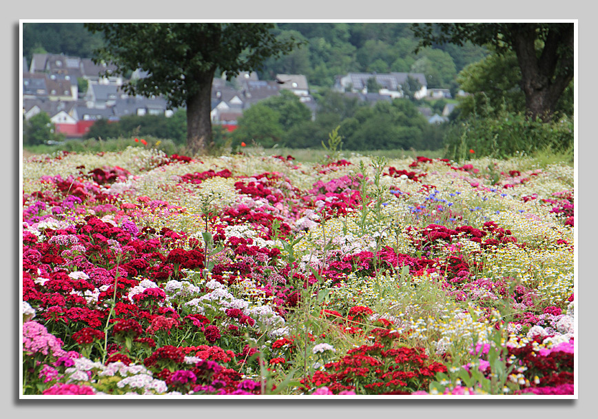Bluetenmeer bei Zewen