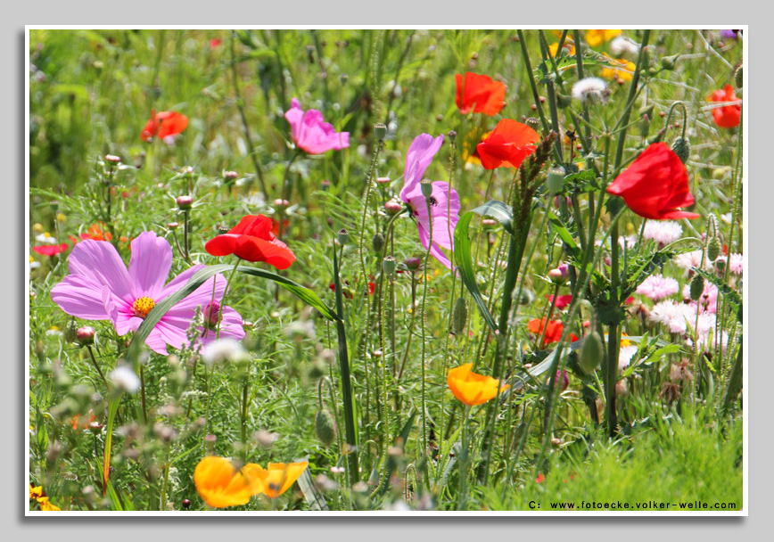 Blumenwiese