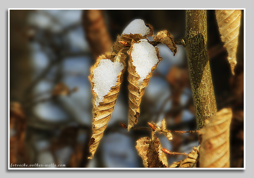 Buchenblätter im Winter -  Eistütchen.