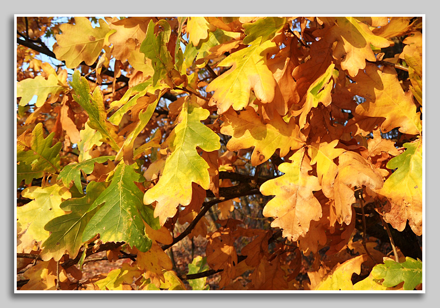Eichenlaub im Herbst
