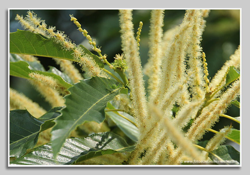 Blüte Esskastanie, Marone