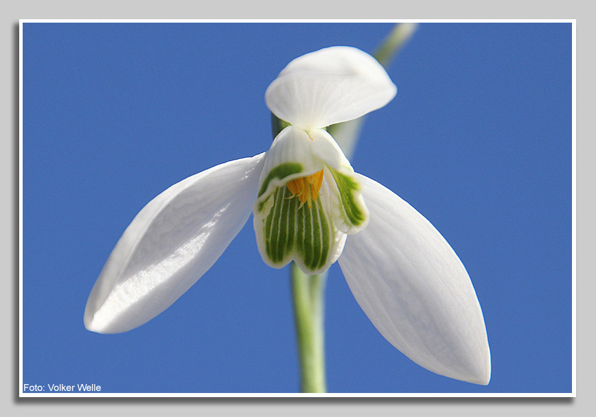Schneeglckchen aus der Ameisenperspektive