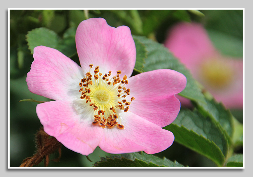 Wildrose am Gartenzaun