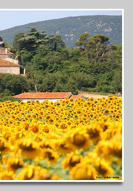 Provence - Sonnenblumen soweit das Auge reicht...
