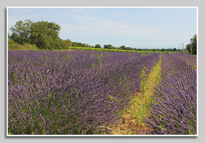 Lavendelanbau in der Provence