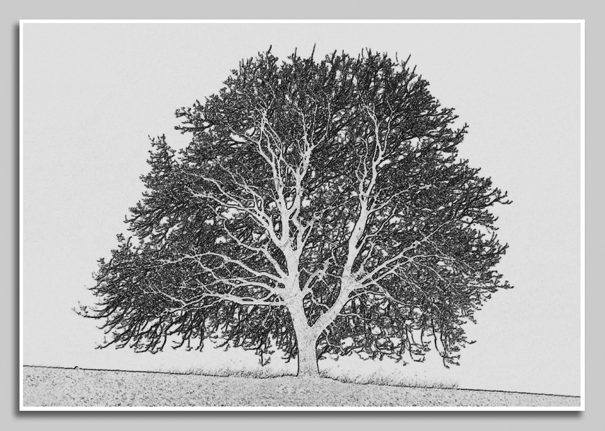 Baum bei Schallodenbach zwischen Mhlbach und Mhlkreuz