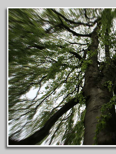 Kraftbäume im Kurpark von Bad Pyrmont