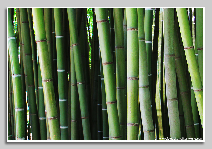 Bambusgarten
