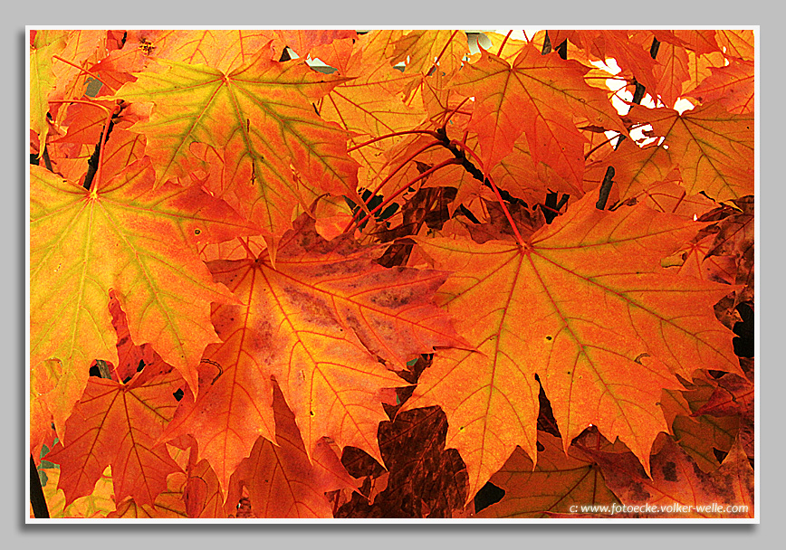 Ahornblätter im Herbst
