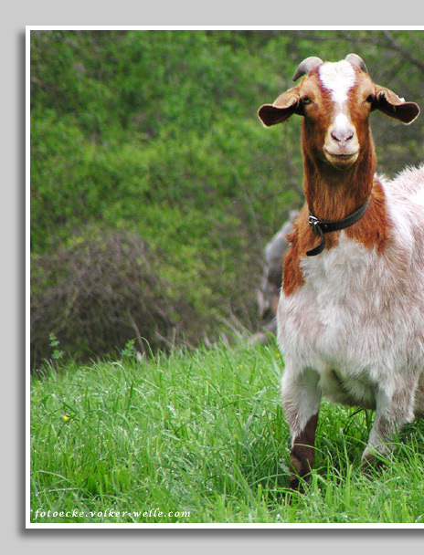 Ziege - hallo hier bin ich!