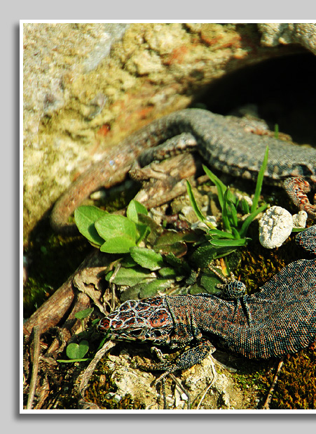 Eidechsen an Weinbergsmauer bei Igel an der Mosel