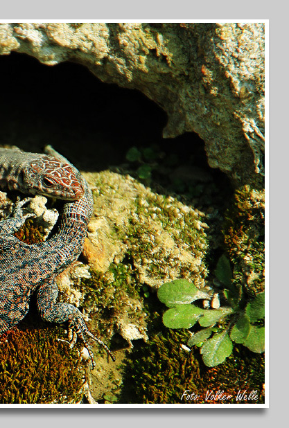 Eidechsen an Weinbergsmauer bei Igel an der Mosel