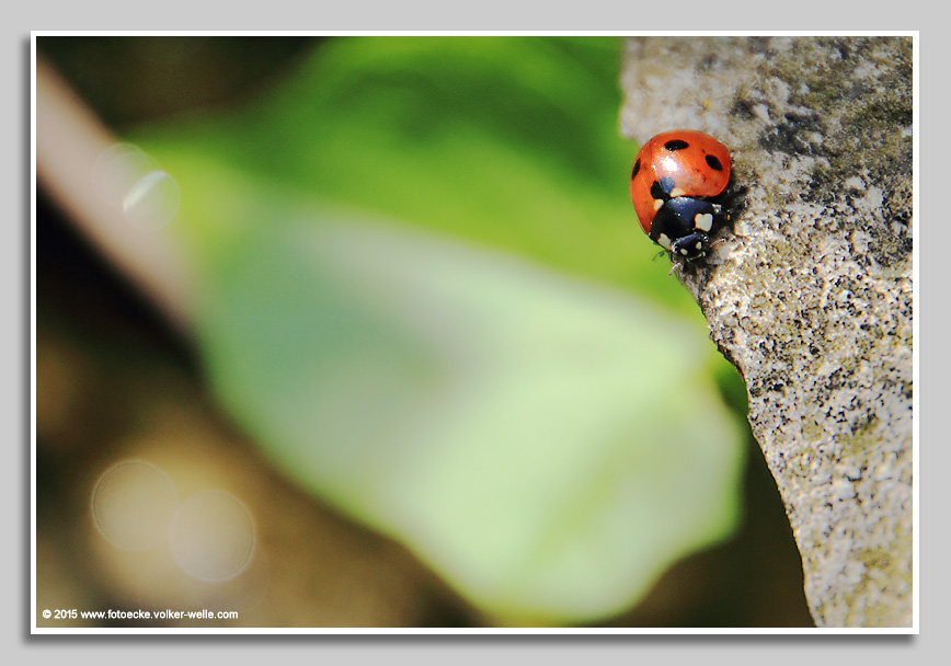 Marienkäfer