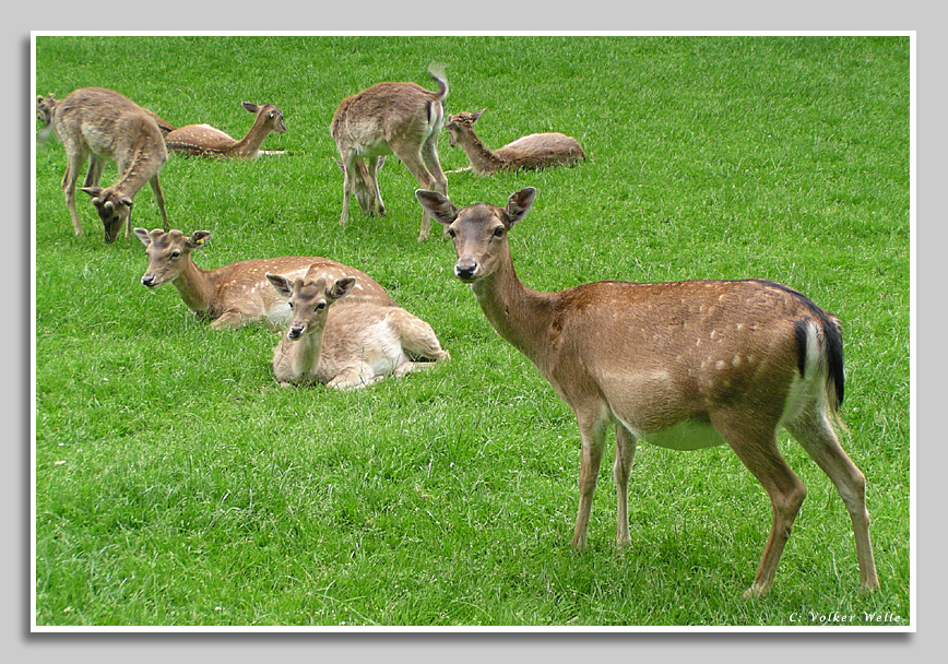 Damwild im Hunsrück
