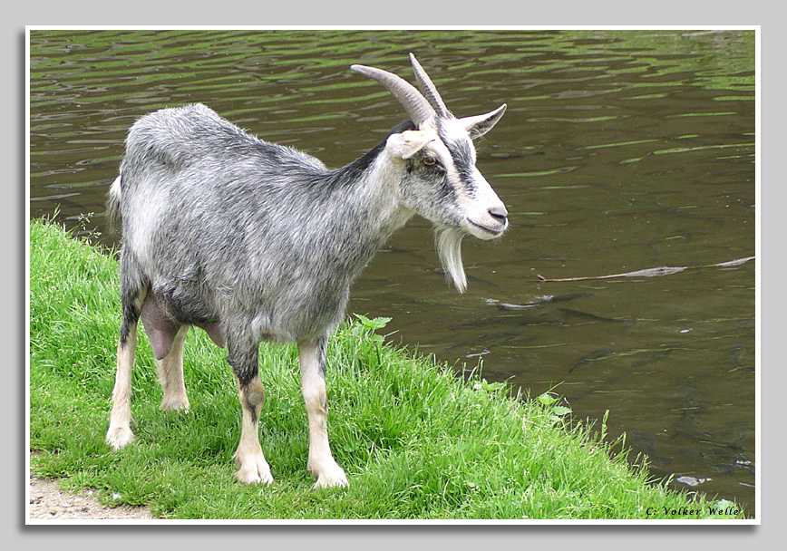 Ziege am Forellenteich