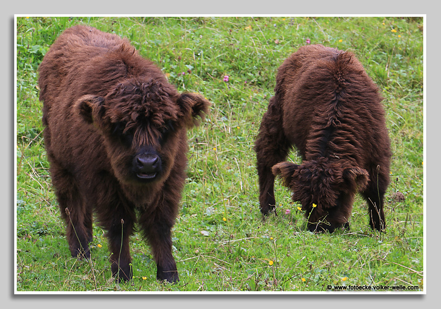 Galloway-Zwillinge auf der Alm