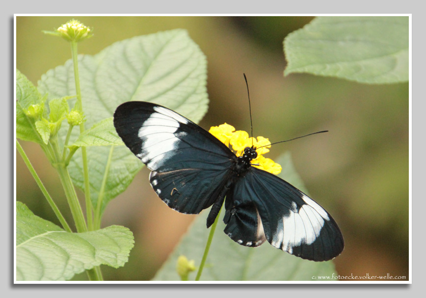 Heli Sara - Schmetterlingspark Grevenmacher