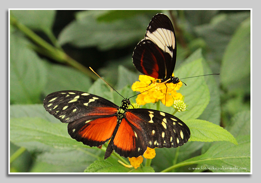 Helicon Hecale Zuleiki - Aufnahme entstand im Schmetterlingspark Grevenmacher