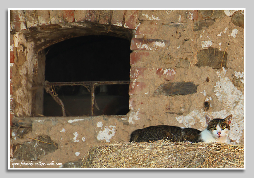 Katze auf Heuballen liegend