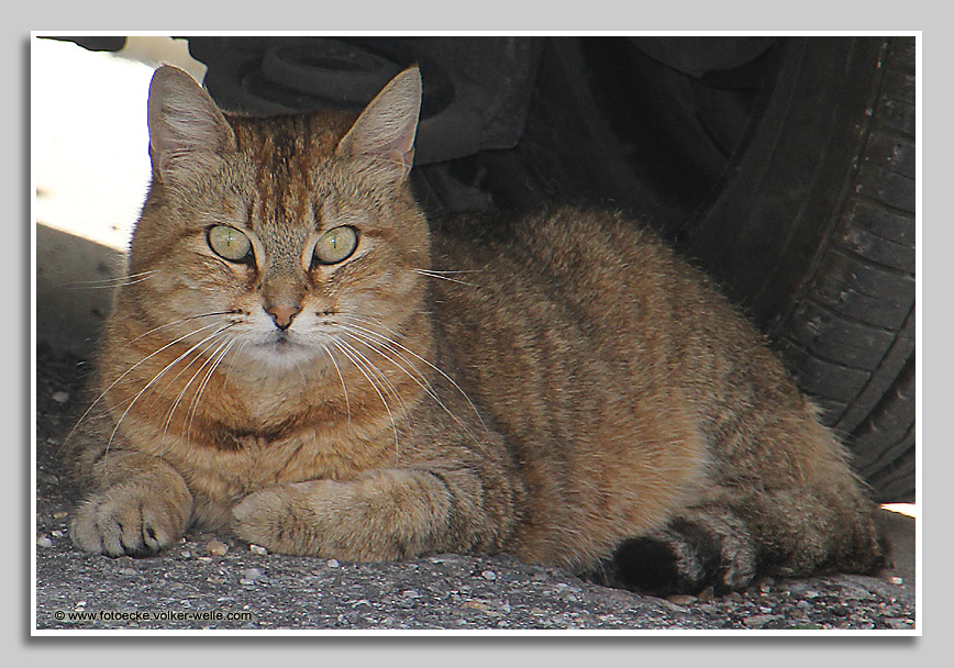 Katze sucht Schatten unter  einem Auto