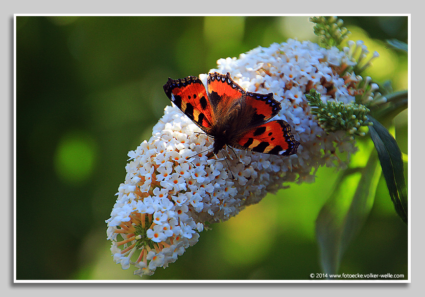 Distelfalter auf Schmetterlingsflieder