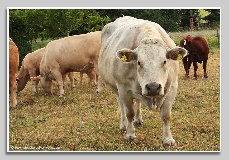 Der Bulle auf einer Weide bei Fusenich macht einen angriffslustigen Eindruck. Gut, dass das Zoomobjektiv ewas Abstand erlaubt.