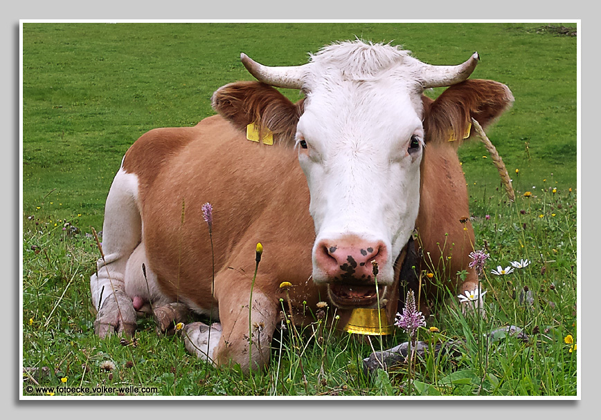Kuh Elsa im Schwarzwassertal