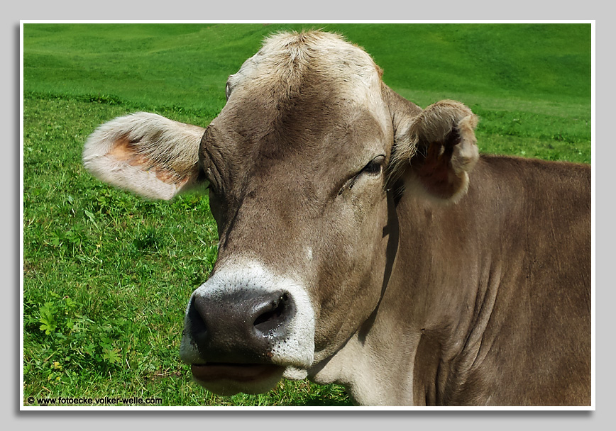 Kuh Erna auf Wiese im Allgäu