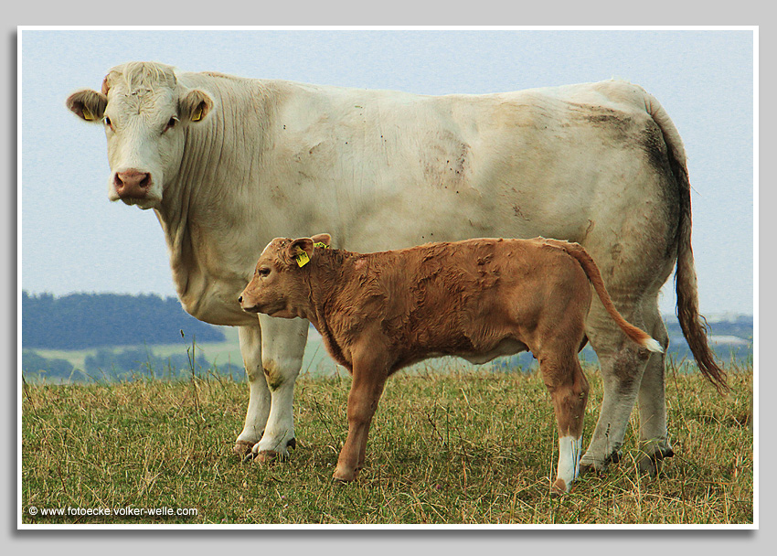 Kuh mit Kälbchen auf Weide bei Fusenich