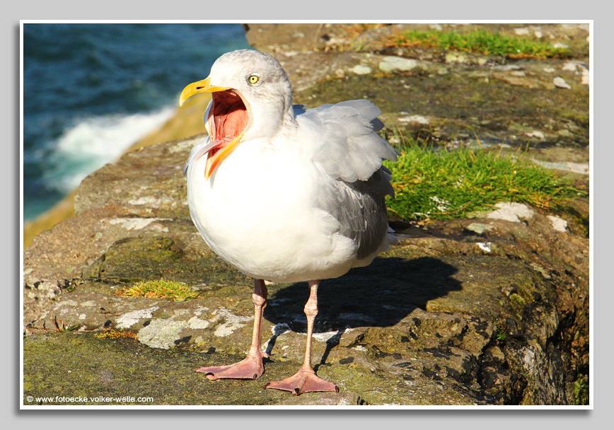 Möwe an der irischen Küste