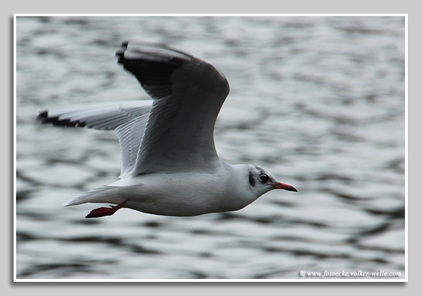 Möwe im Vorbeiflug