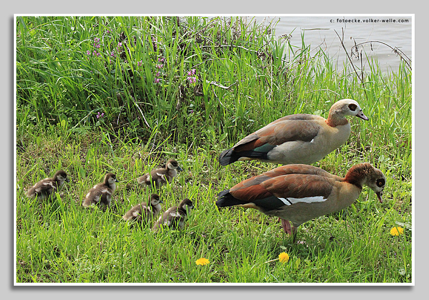 Nilgansfamilie bei Konz an der Saar