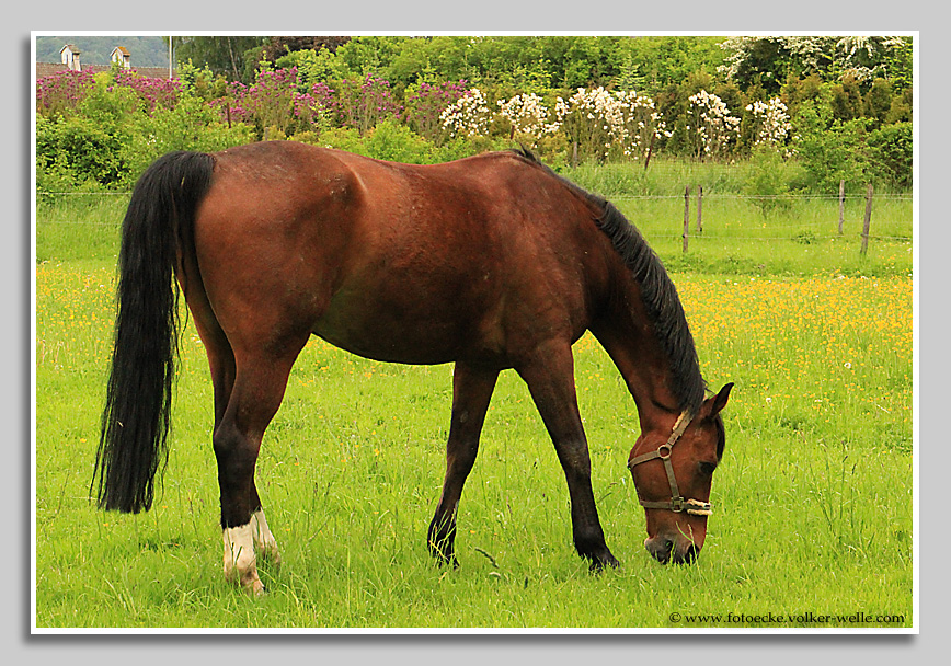 Pferd grasend am Schloss Monaise bei Trier