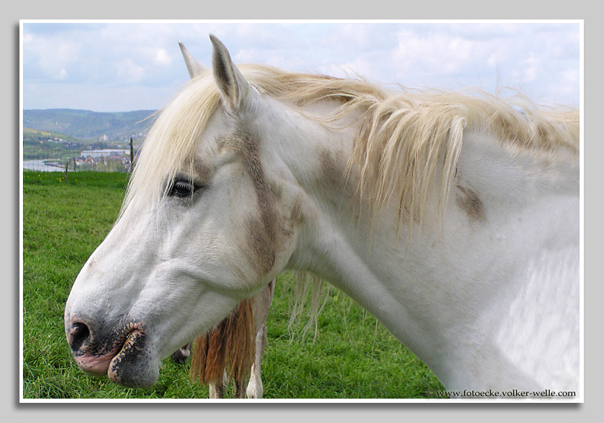 Pferdeporträt