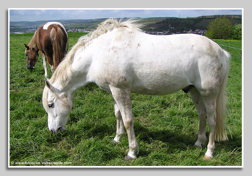 Pferdekoppel bei Langsur