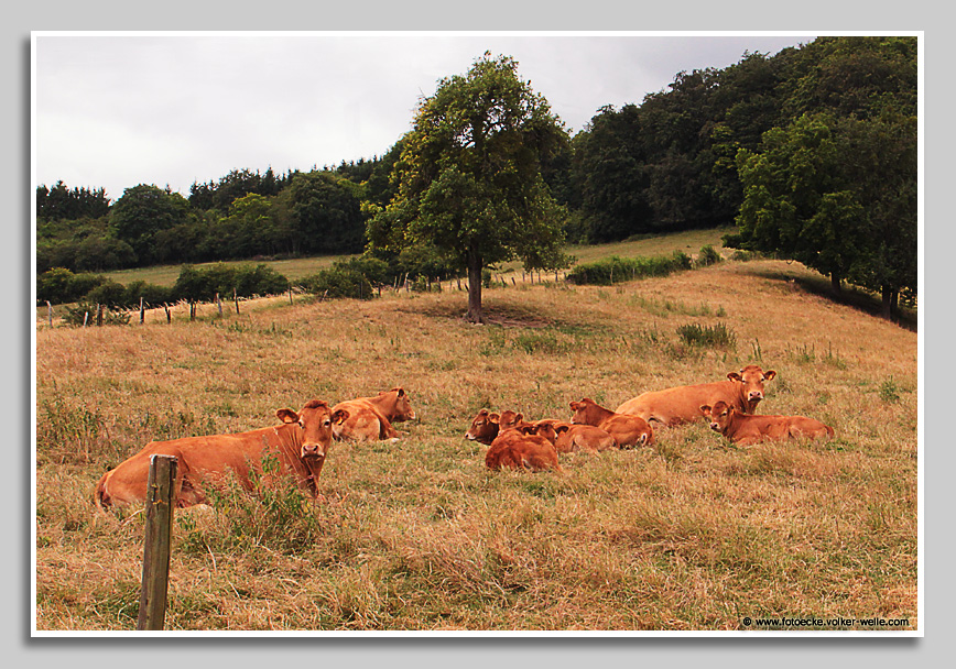 Rinder bei Rosport, Luxemburg