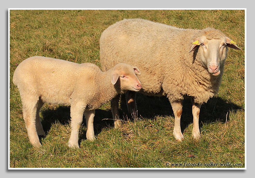 Mutterschaf mit Lamm 