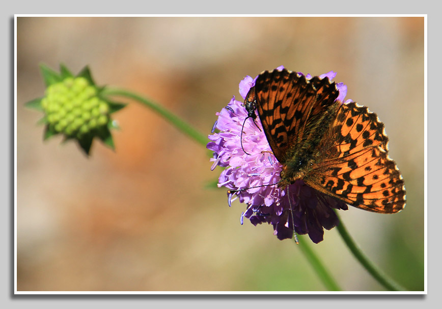 Hochalpenperlmuttfalter