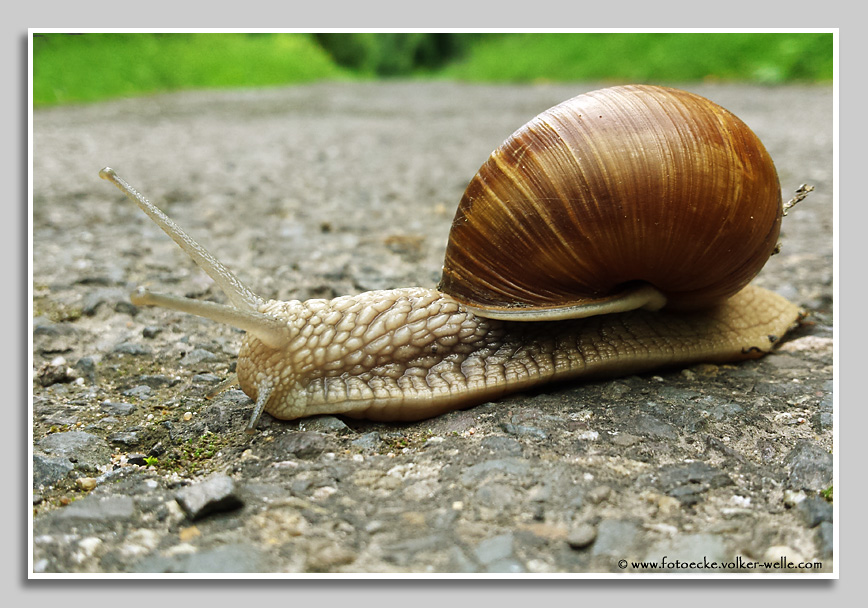 Weinbergschnecke überquert Straße