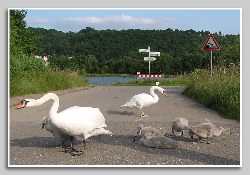 Schwanen-Familie an der Mosel bei Zewen