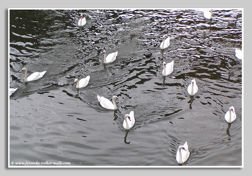 Schwäne - Schwanensee