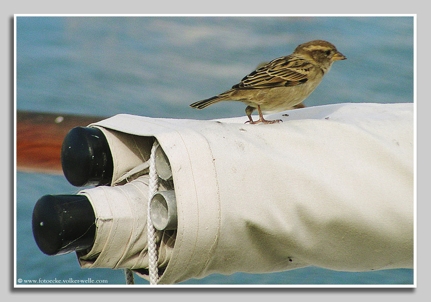 Spatz geht segeln.
