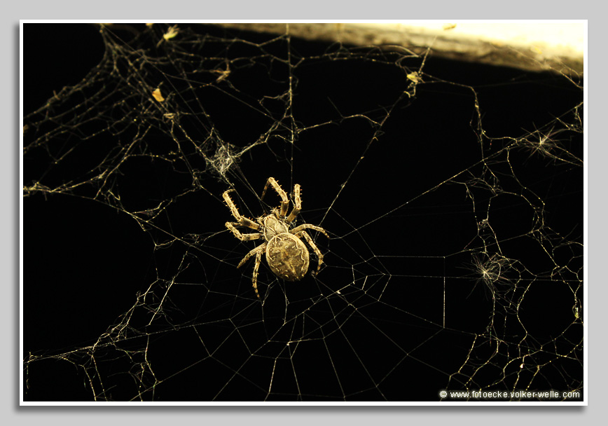 Kreuzspinne auf der Jagd