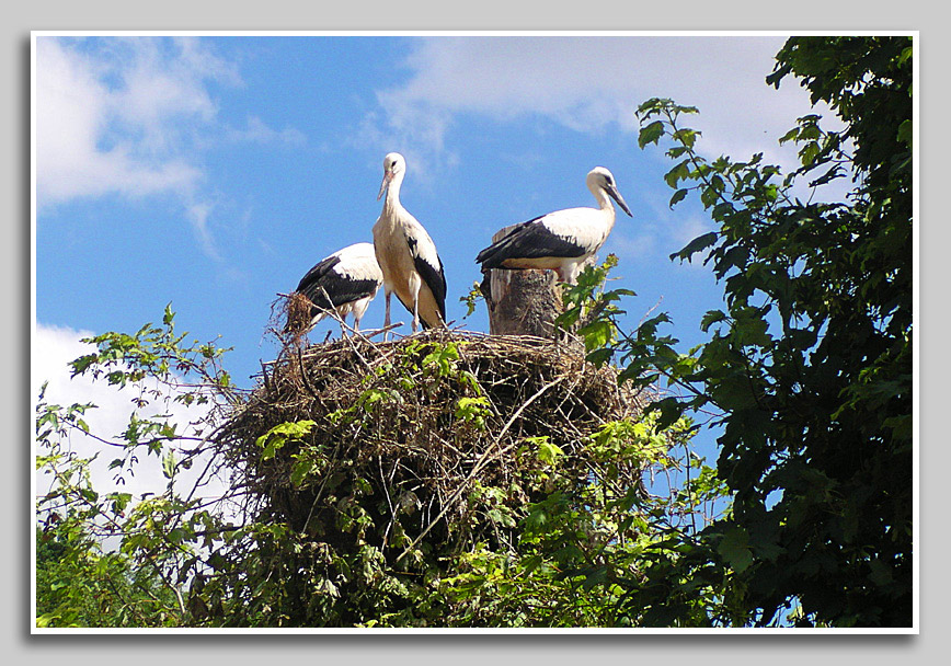Storchennest im Elsa