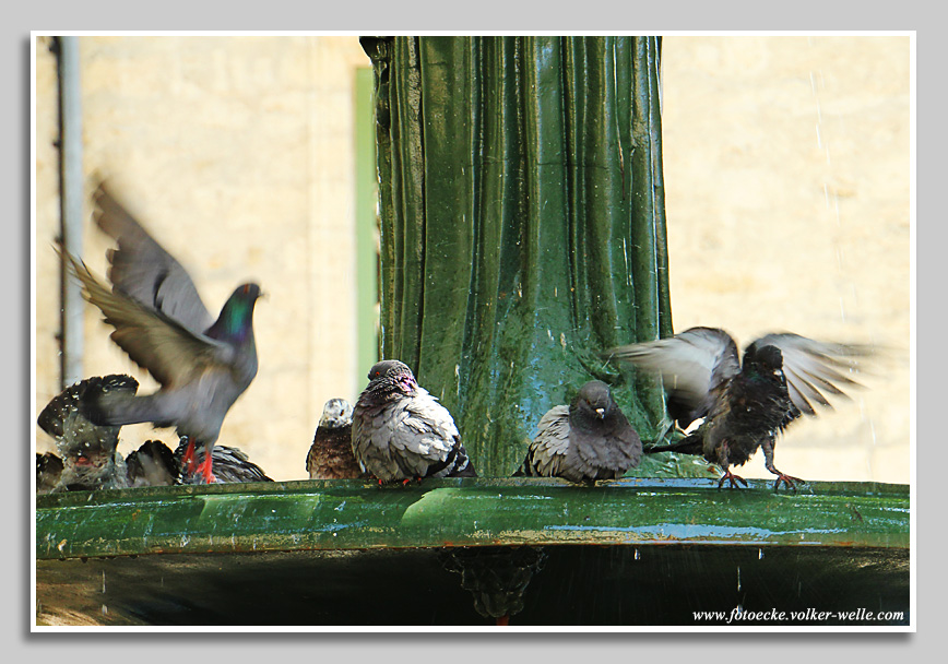 Tauben baden im Brunnen